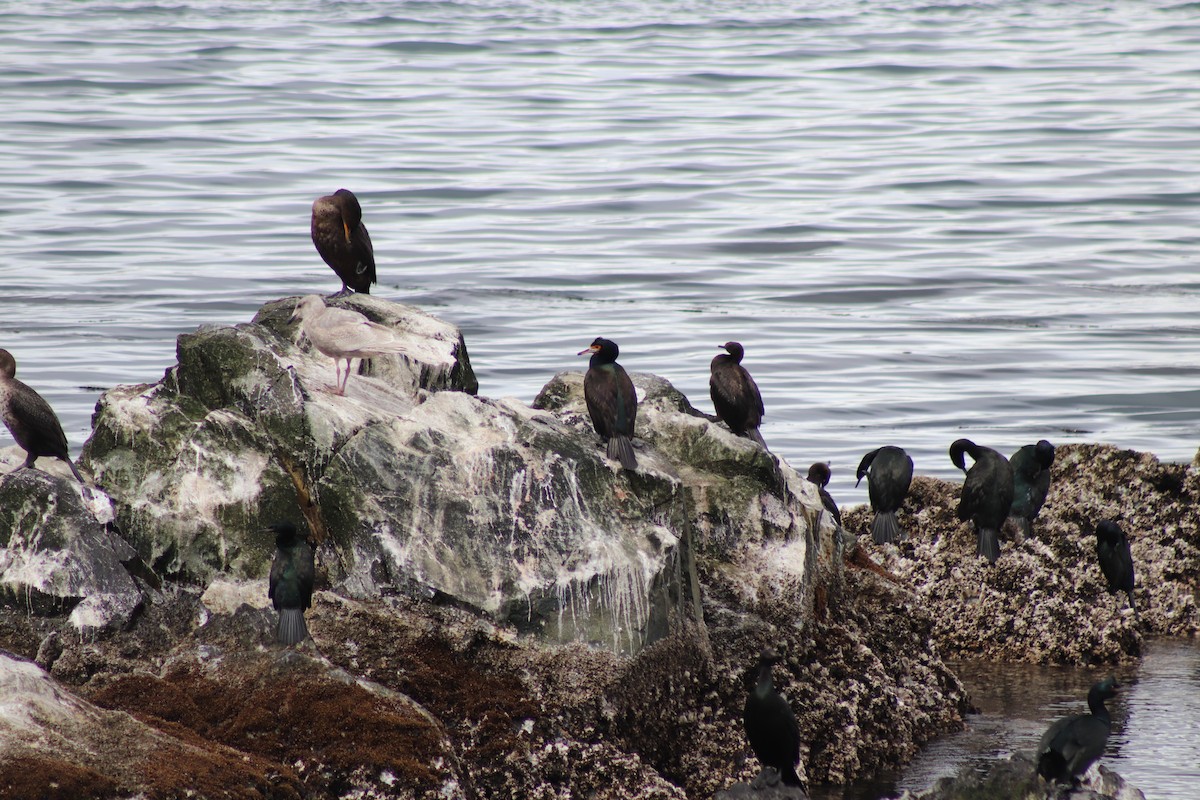 Red-faced Cormorant - ML634565236