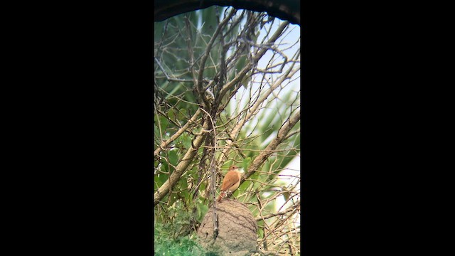 Rufous Hornero - ML634565263