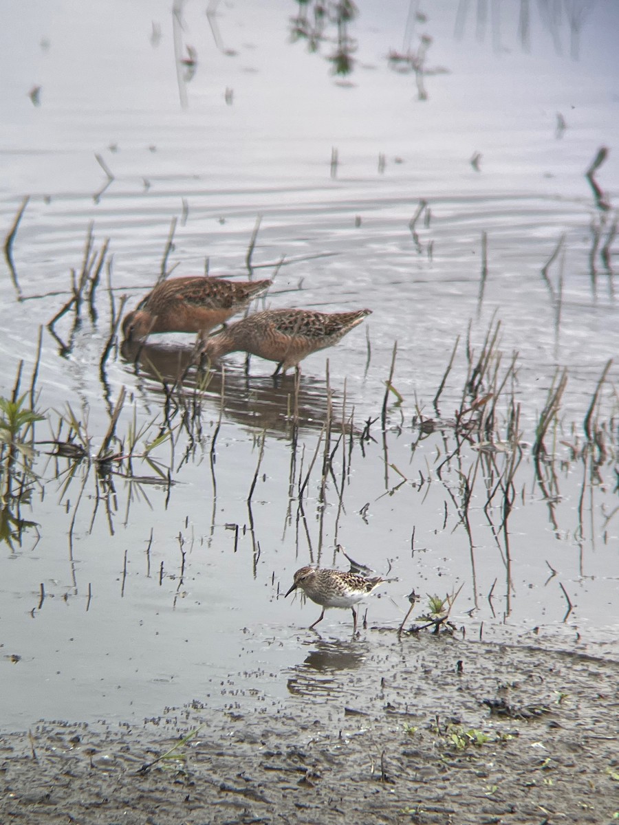 Least Sandpiper - ML634565347