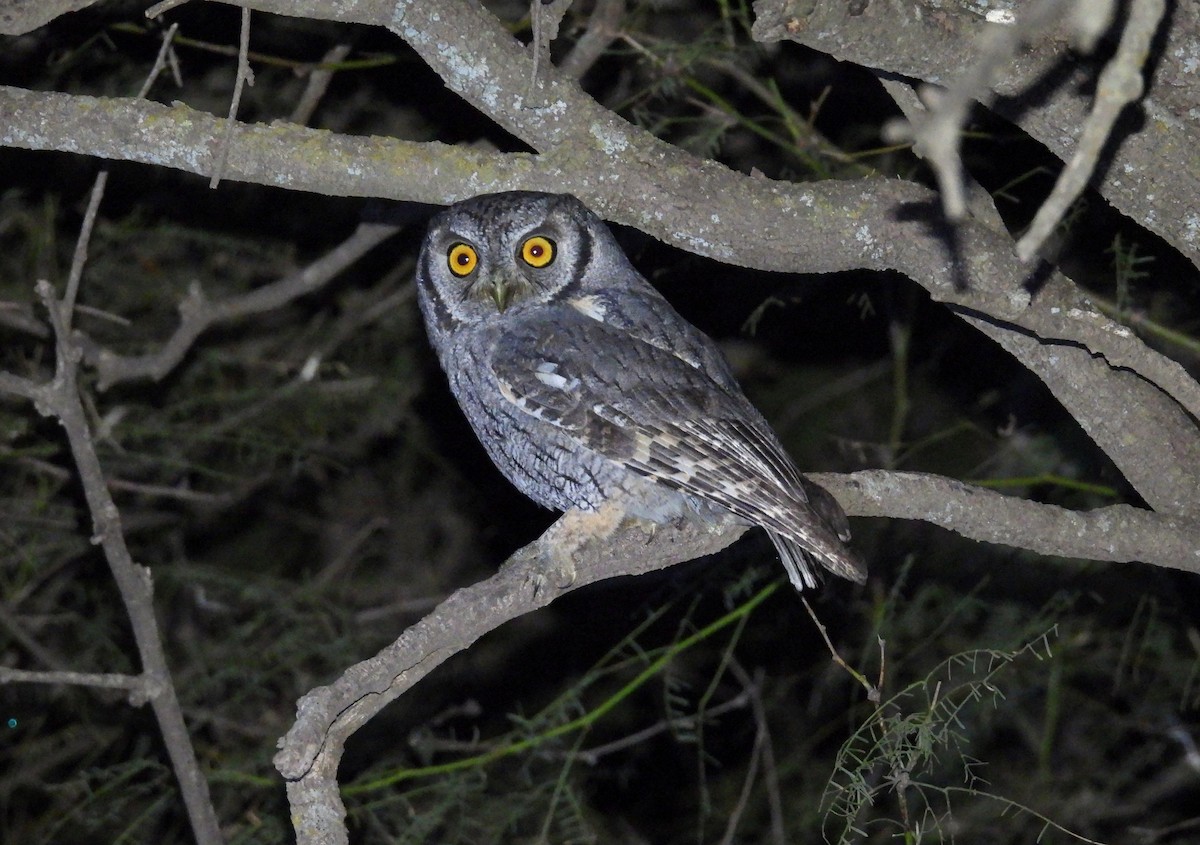 Tropical Screech-Owl - ML634565545