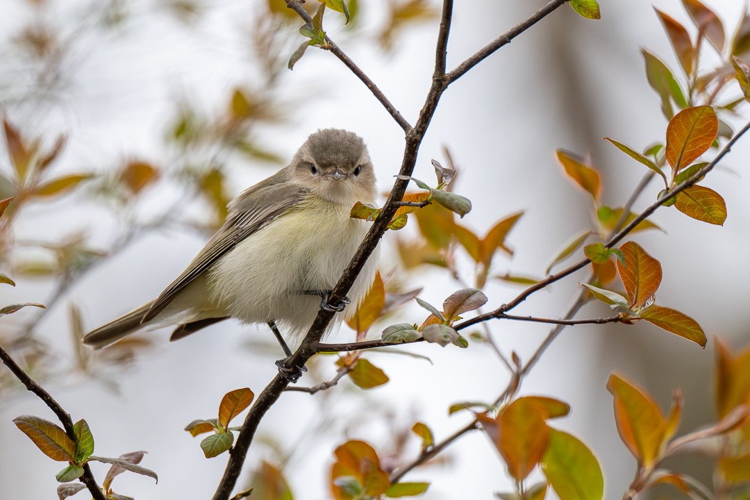 Eastern Warbling Vireo - ML634565633