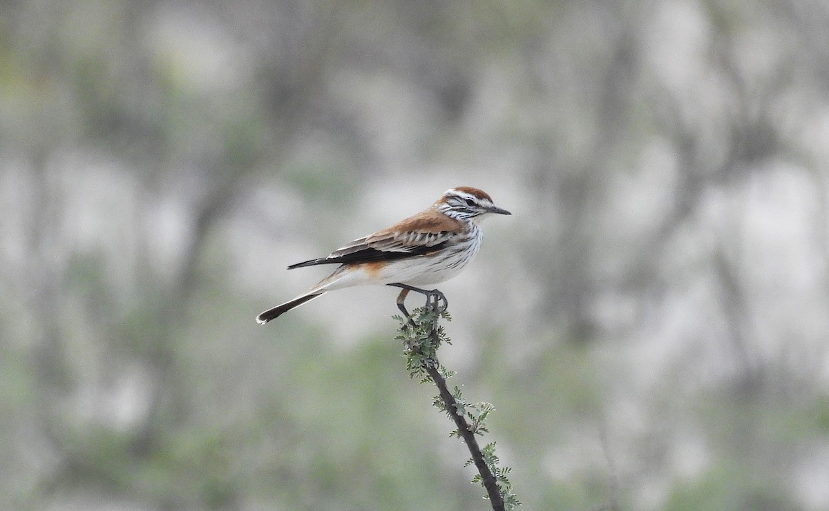Rusty-backed Monjita - Carlos Merlo