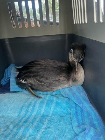 Haubentaucher - ML634565971