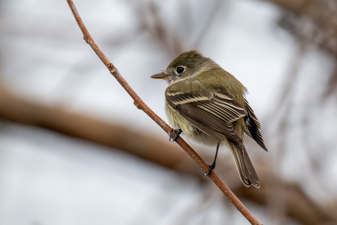 Least Flycatcher - ML634565997