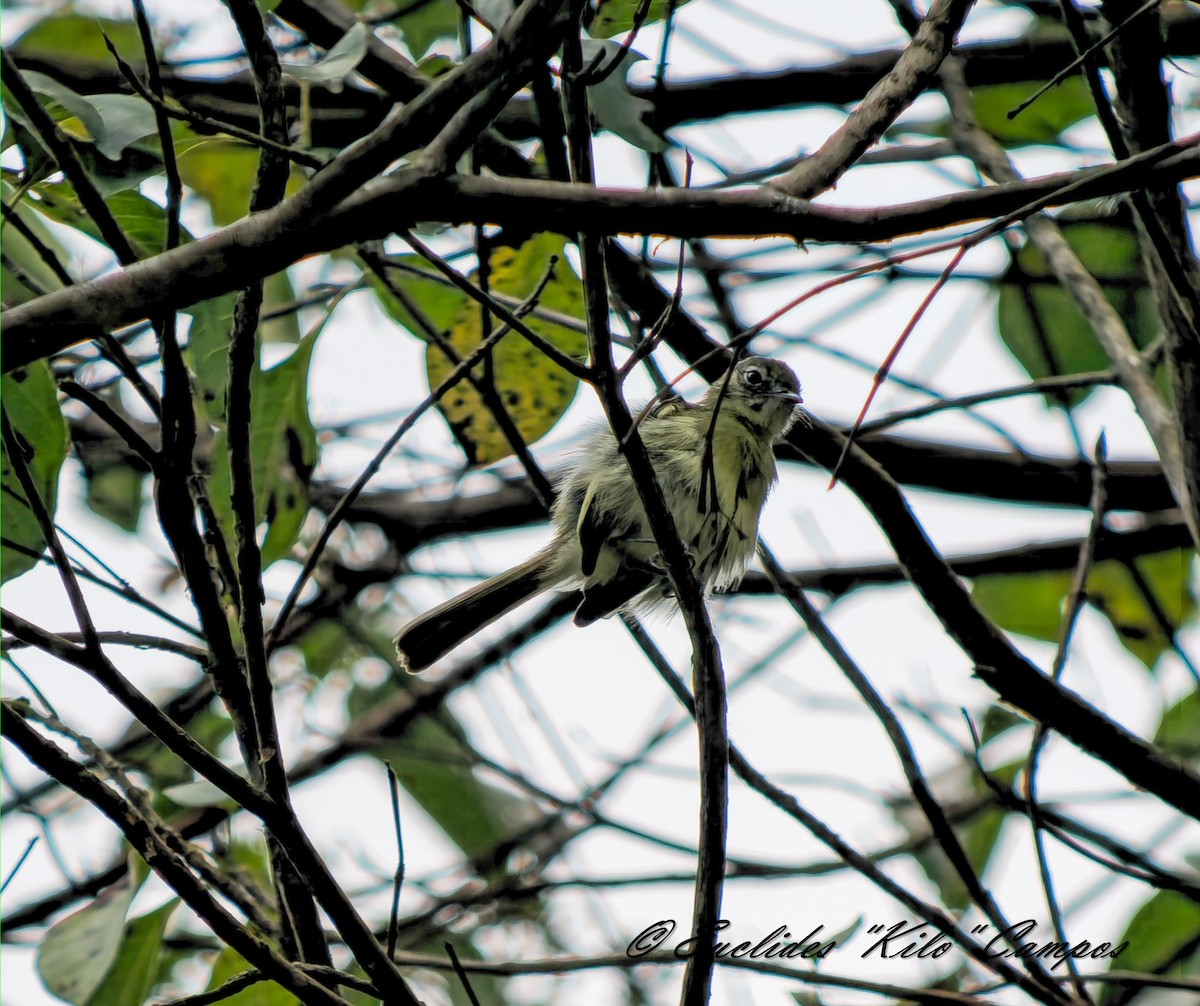 Yellow-green Tyrannulet - ML634566044