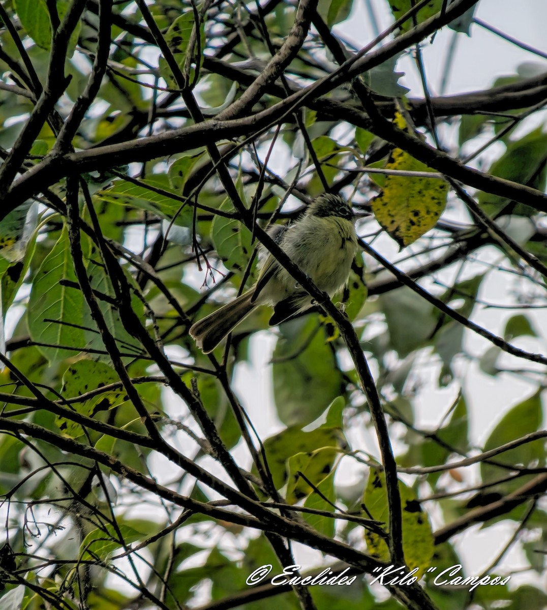 Yellow-green Tyrannulet - ML634566049