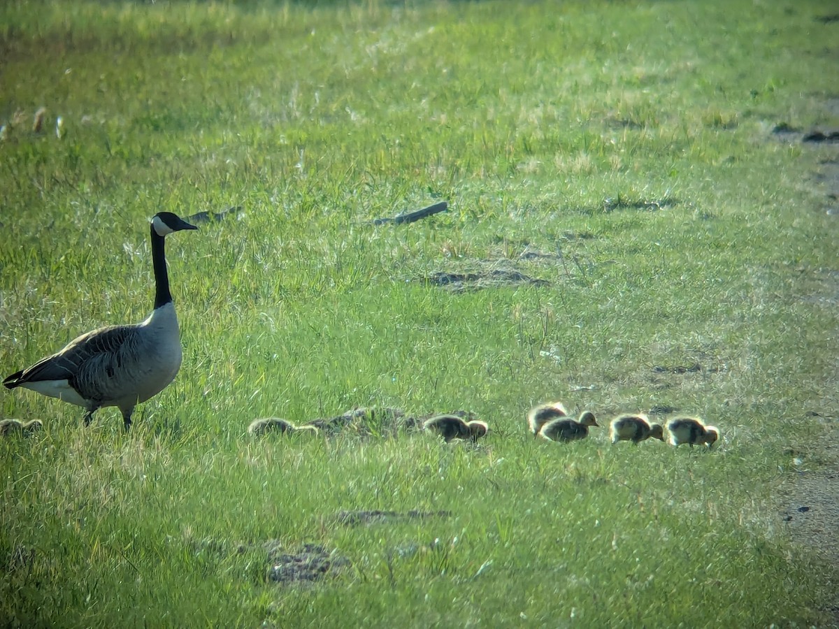 Canada Goose - ML634566123