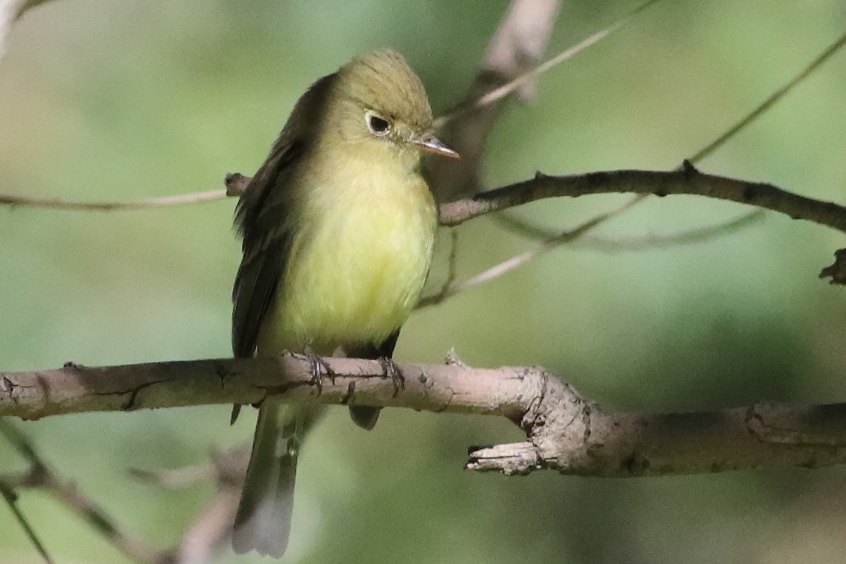Western Flycatcher (Pacific-slope) - ML634566136