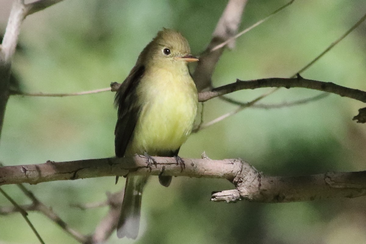 Western Flycatcher (Pacific-slope) - ML634566137