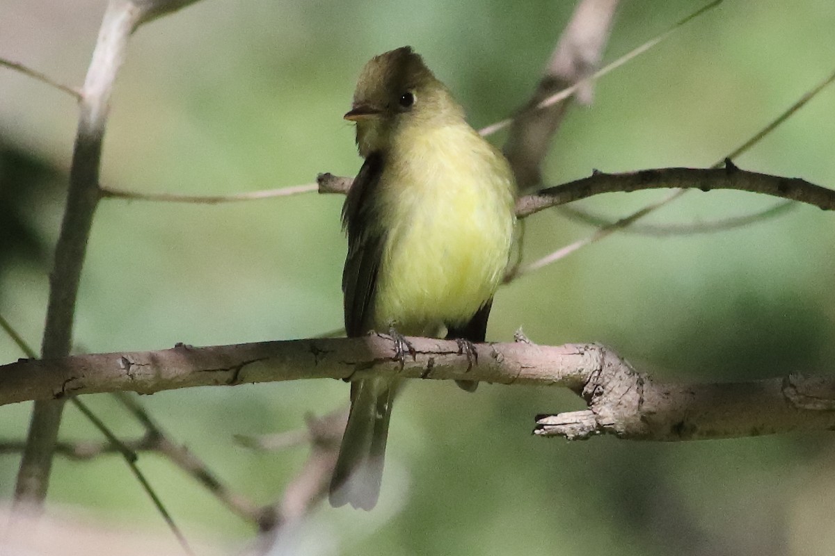 Western Flycatcher (Pacific-slope) - ML634566139