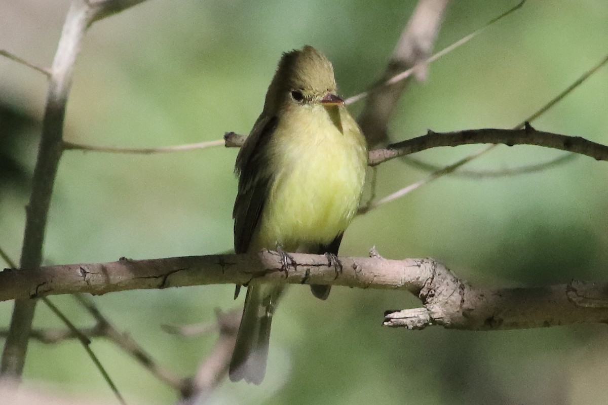 Western Flycatcher (Pacific-slope) - ML634566140