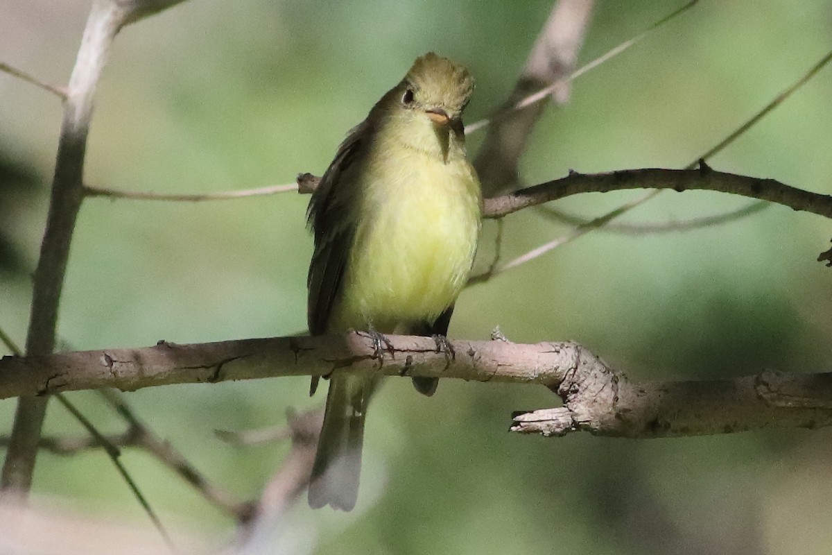 Western Flycatcher (Pacific-slope) - ML634566141