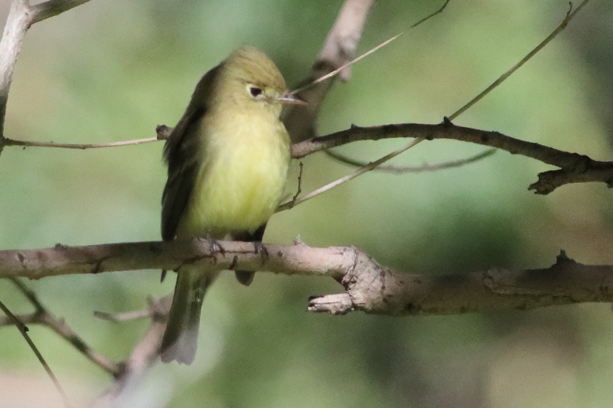 Western Flycatcher (Pacific-slope) - ML634566142