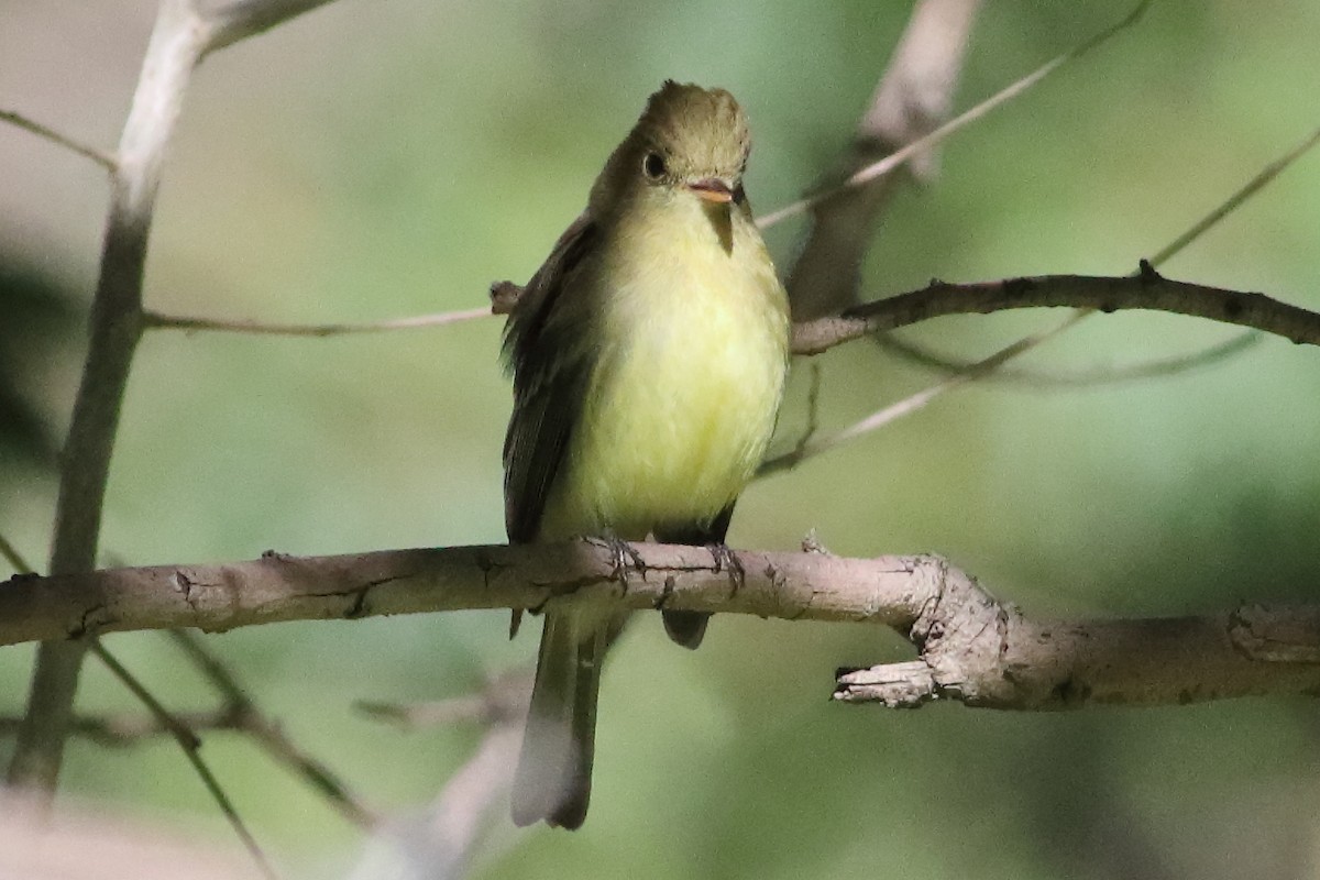 Western Flycatcher (Pacific-slope) - ML634566143