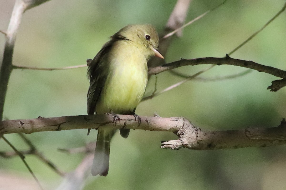Western Flycatcher (Pacific-slope) - ML634566144