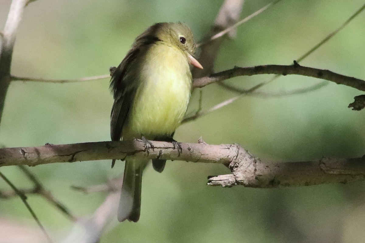 Western Flycatcher (Pacific-slope) - ML634566146