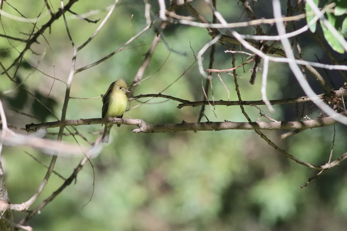 Western Flycatcher (Pacific-slope) - ML634566147