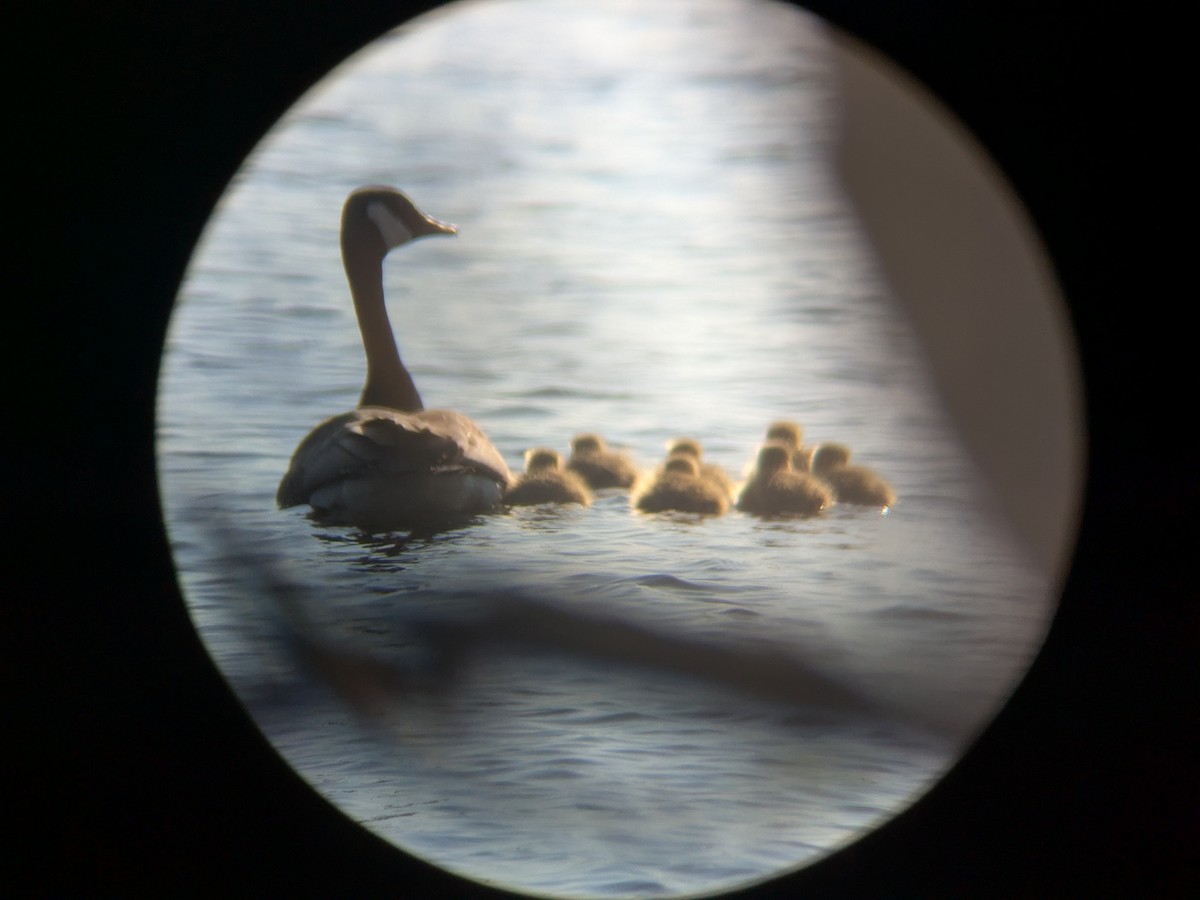 Canada Goose - ML634566154