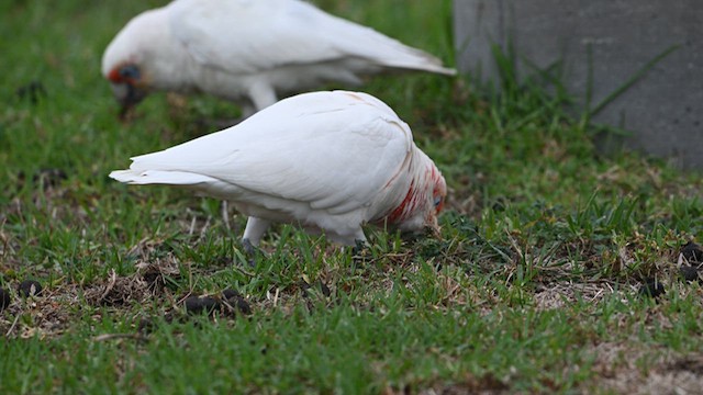 Long-billed Corella - ML634566184