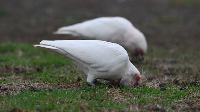 Long-billed Corella - ML634566185