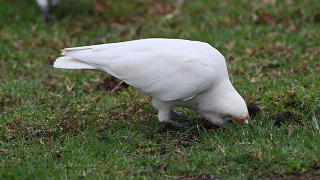 Long-billed Corella - ML634566207
