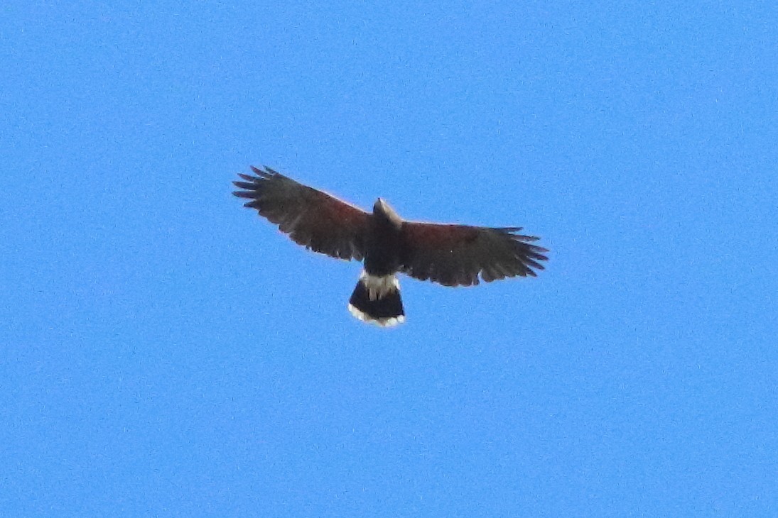 Harris's Hawk - ML634566220