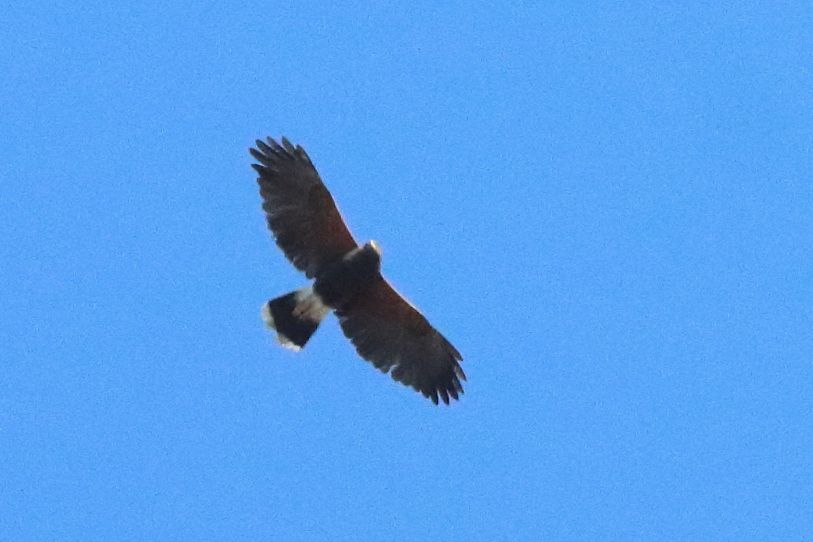 Harris's Hawk - ML634566221