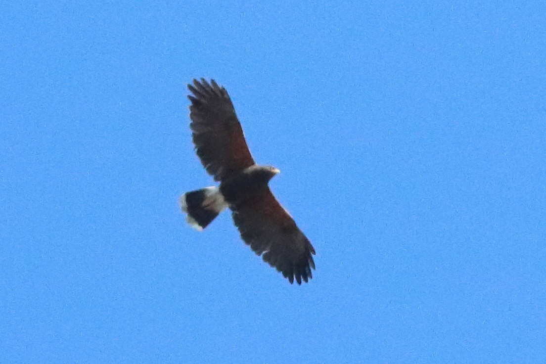 Harris's Hawk - ML634566222