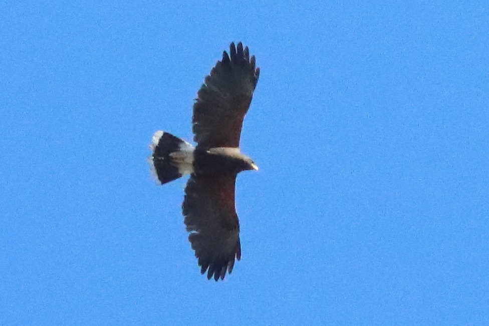 Harris's Hawk - ML634566223