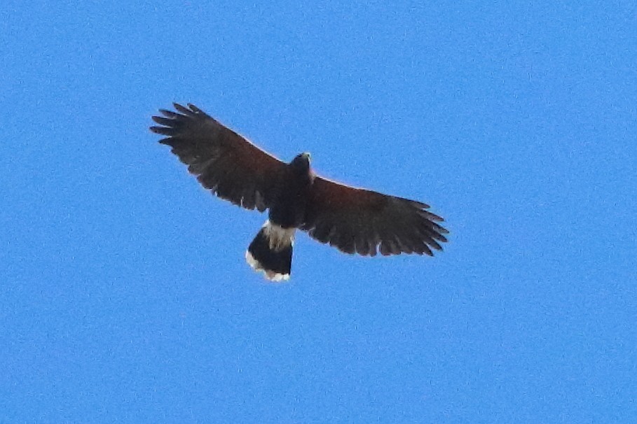 Harris's Hawk - ML634566224