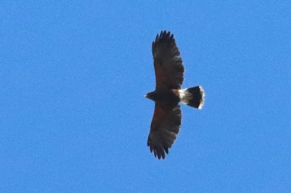 Harris's Hawk - ML634566226
