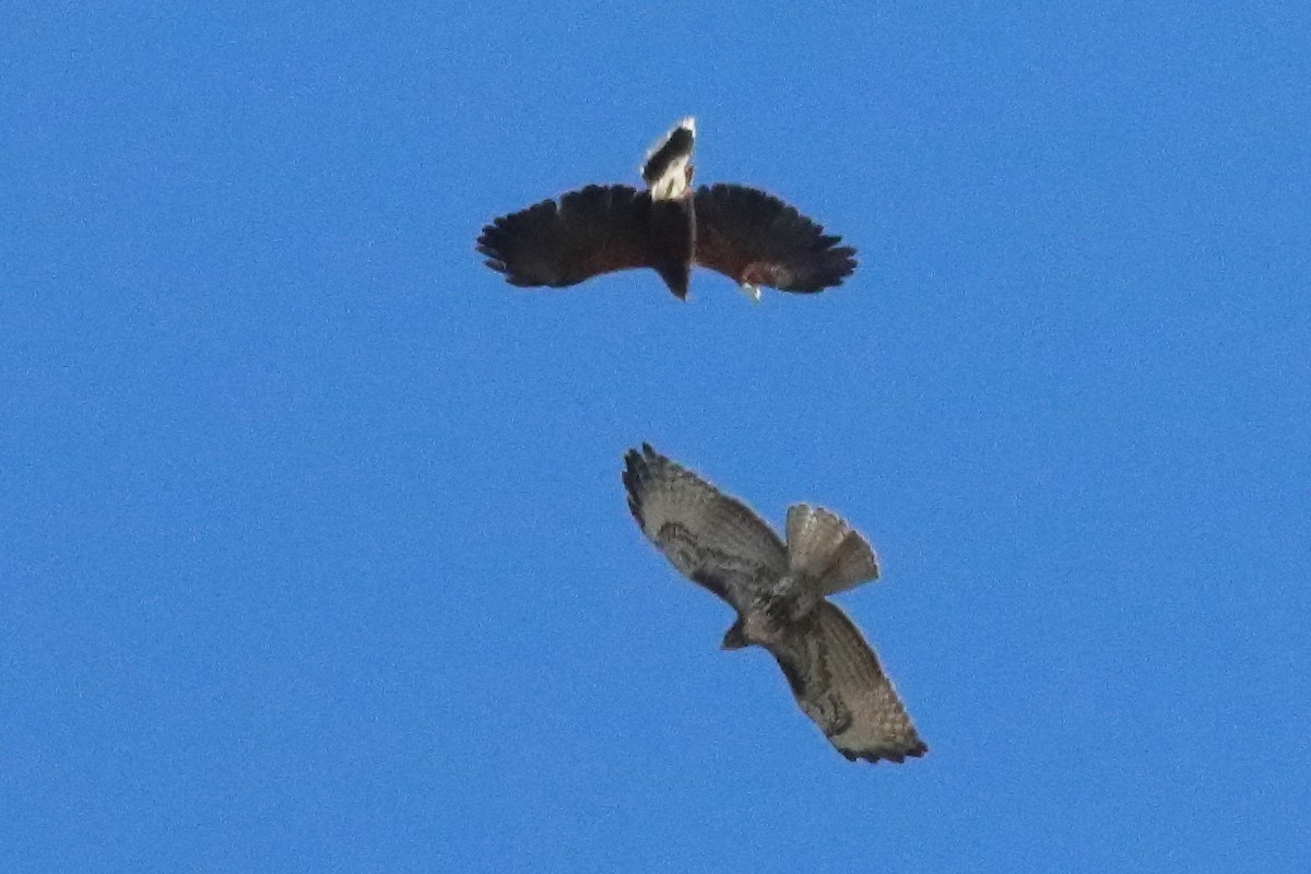 Harris's Hawk - ML634566227