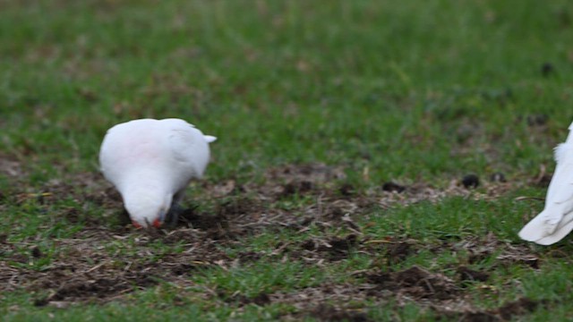 Long-billed Corella - ML634566230