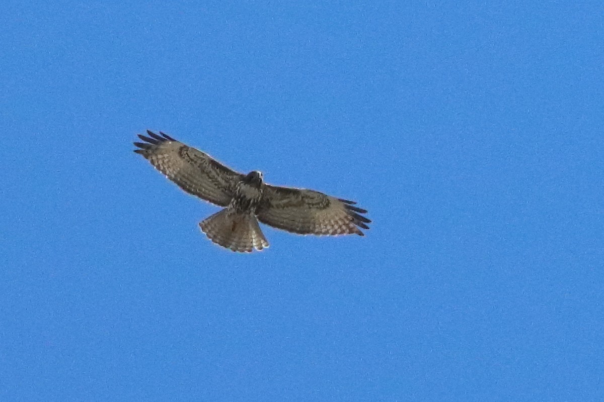 Red-tailed Hawk - ML634566241