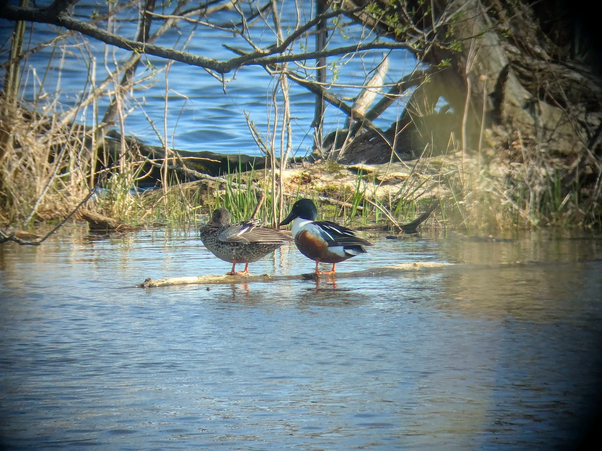Northern Shoveler - ML634566242