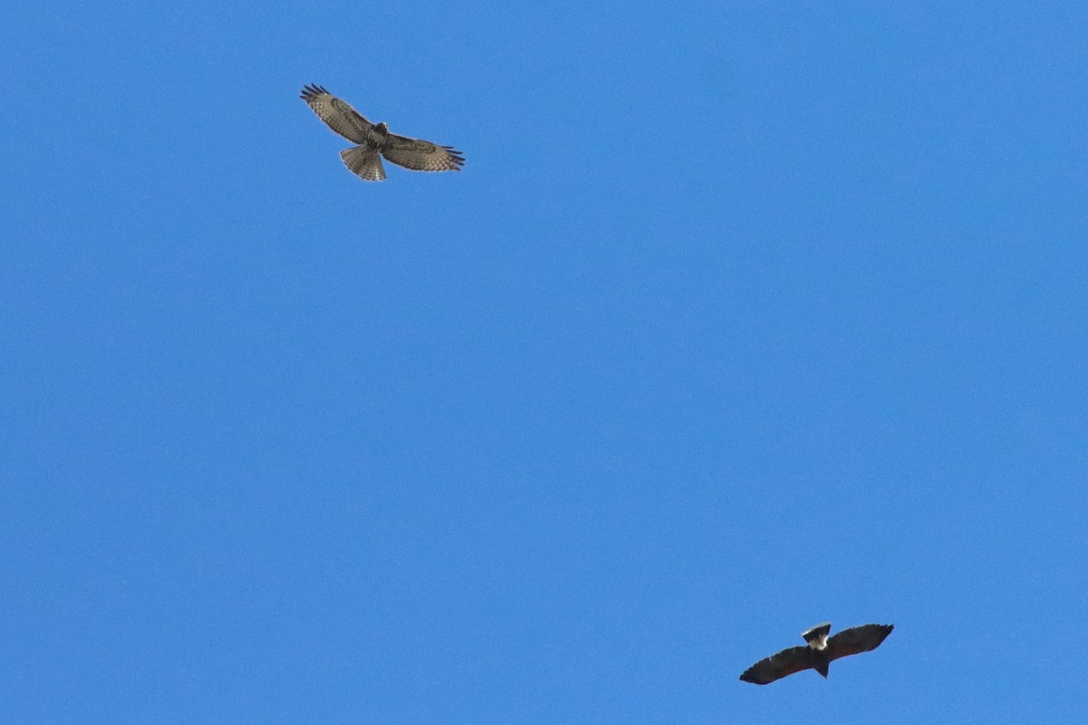Red-tailed Hawk - ML634566243