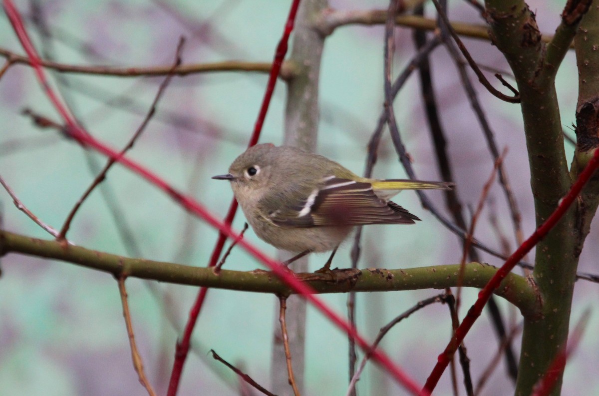 Ruby-crowned Kinglet - ML634566258
