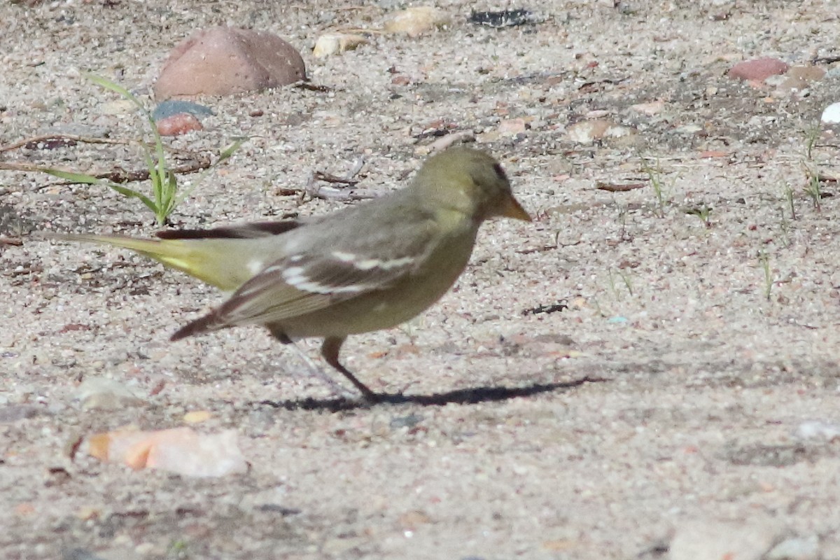 Western Tanager - ML634566261