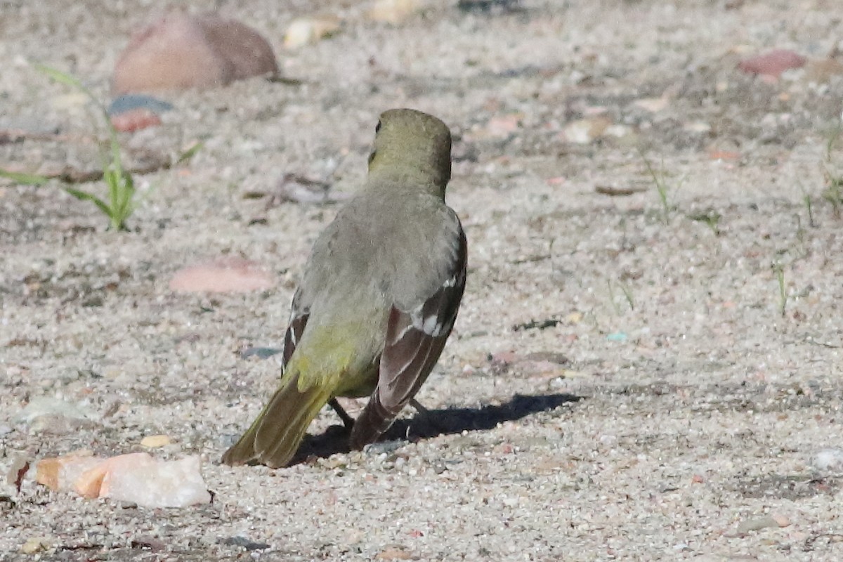 Western Tanager - ML634566262