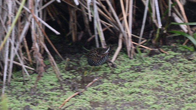 Australian Crake - ML634566276
