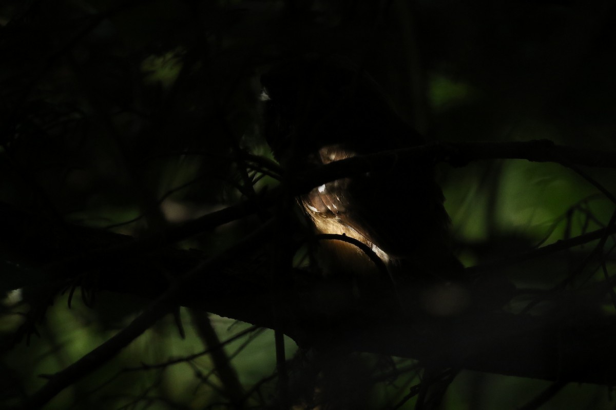 Northern Saw-whet Owl - ML634566284