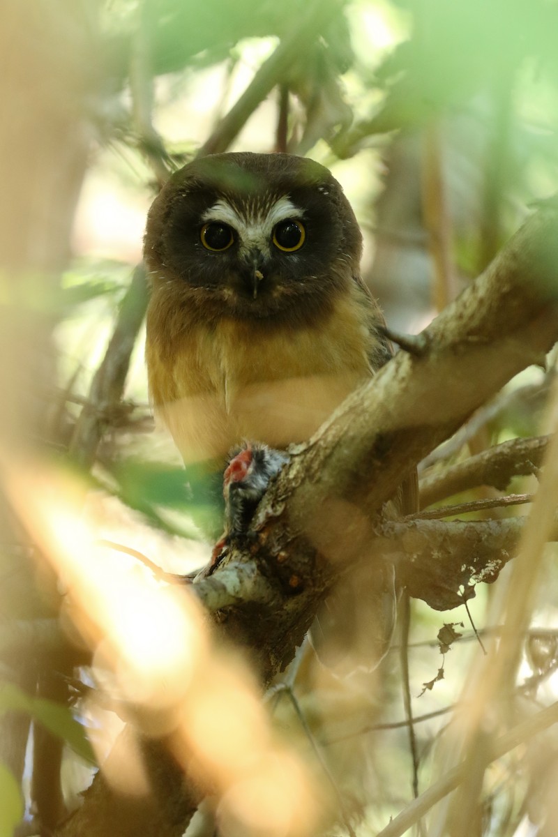 Northern Saw-whet Owl - ML634566286