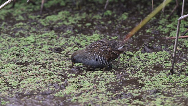 Australian Crake - ML634566295