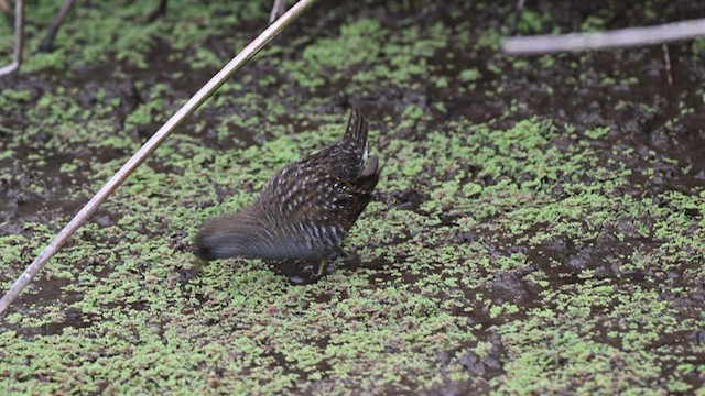 Australian Crake - ML634566302