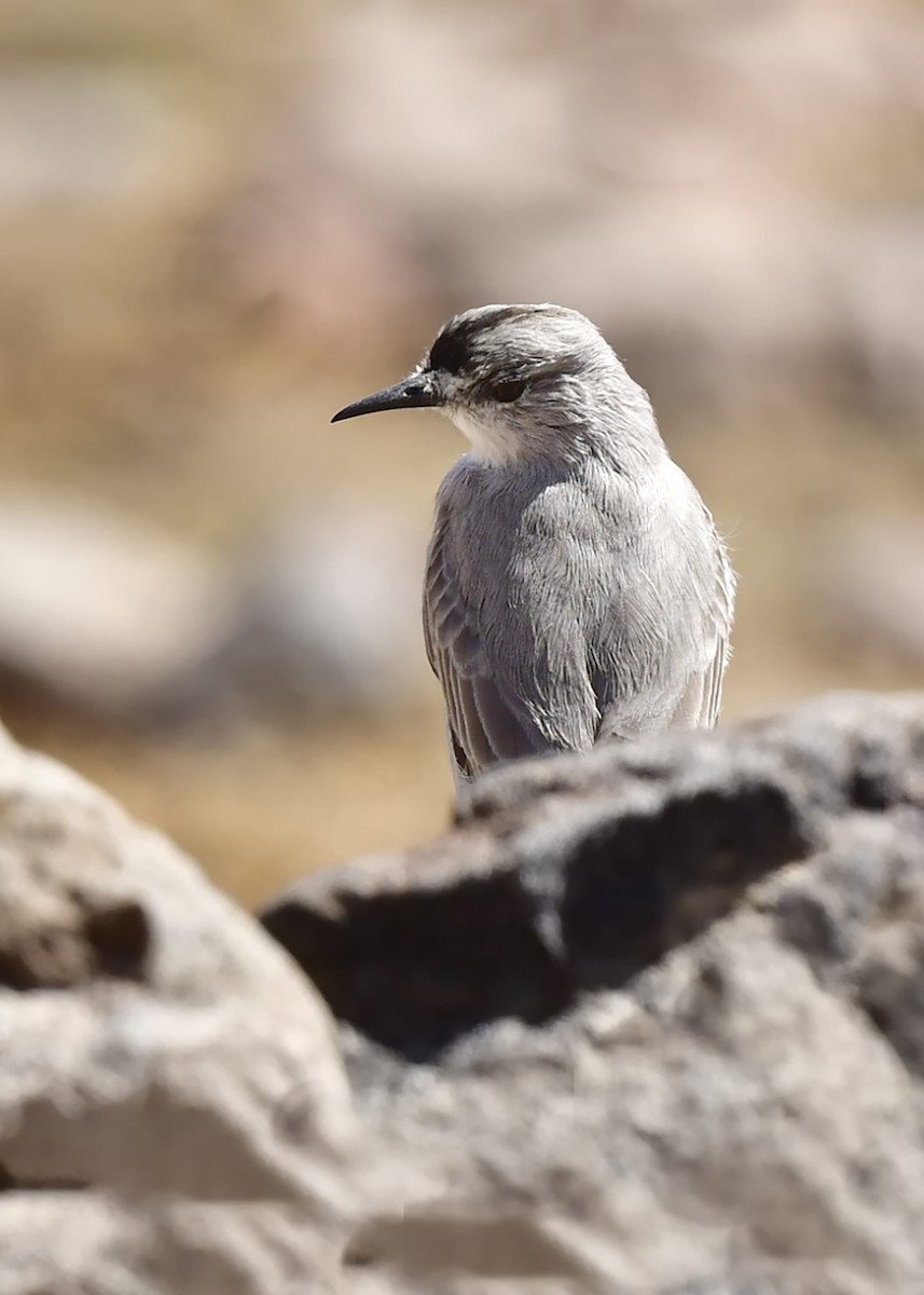 Black-fronted Ground-Tyrant - ML634566303