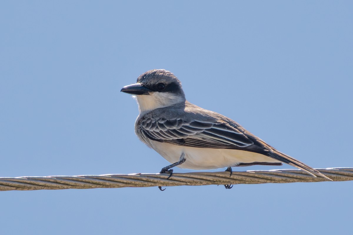 Gray Kingbird - ML634566304