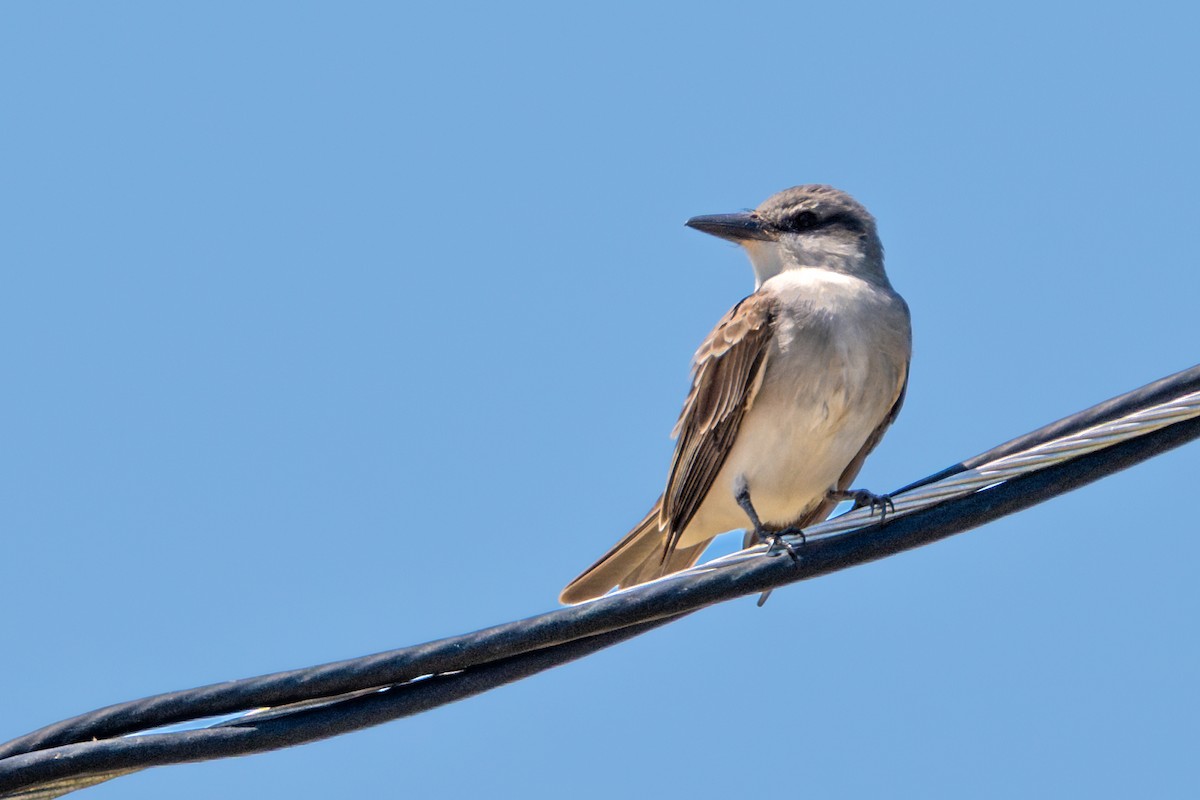 Gray Kingbird - ML634566305