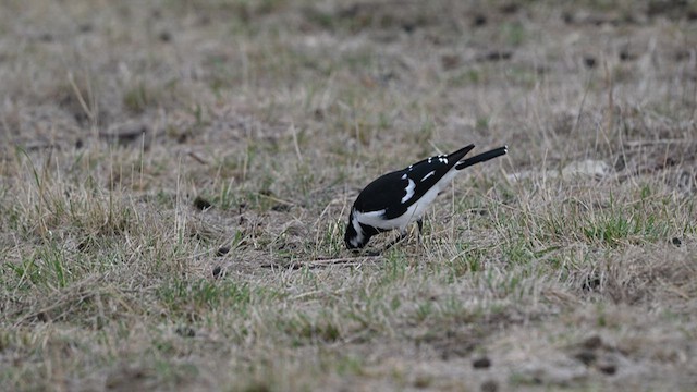 Magpie-lark - ML634566482
