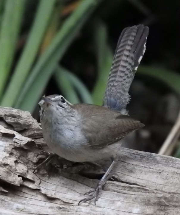 Bewick's Wren - ML634566625