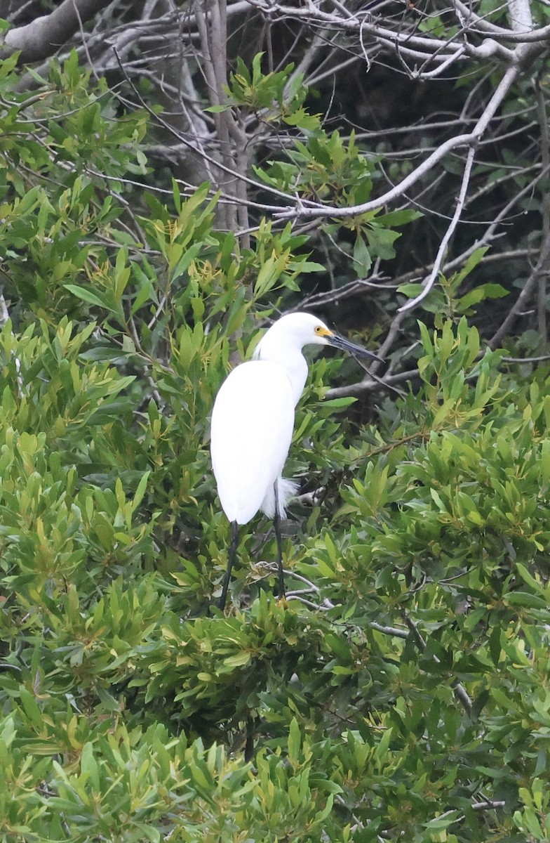 Snowy Egret - ML634567054